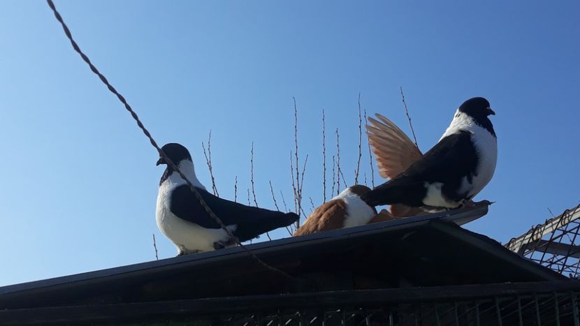  - porumbei mei strasseri