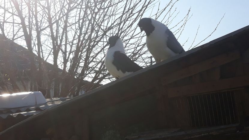  - porumbei mei strasseri