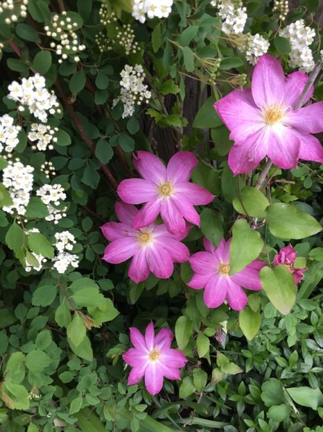 5CE7CF10-15BE-4136-A2E7-C0CF40BC810D - Aprilie