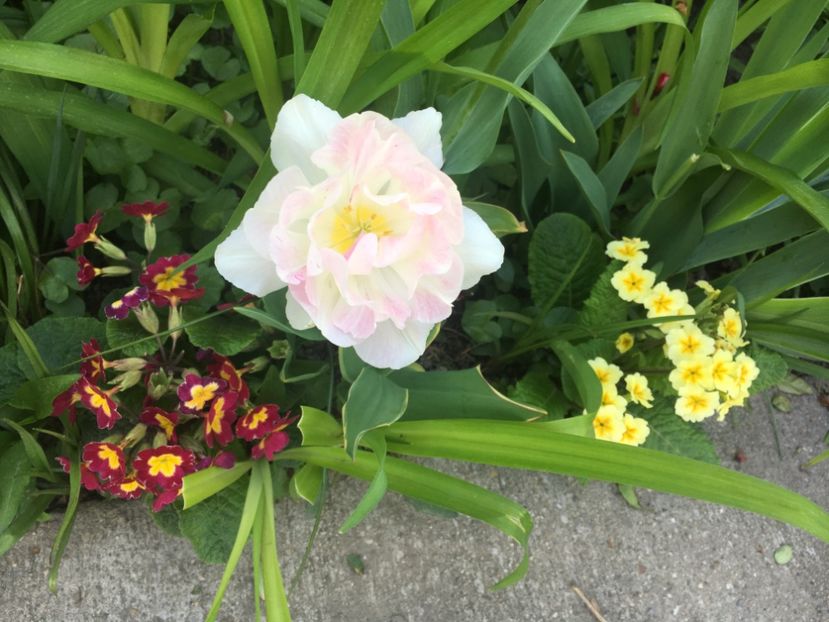 1E42796C-67FC-4961-99EC-016CF96C2EE8 - Aprilie