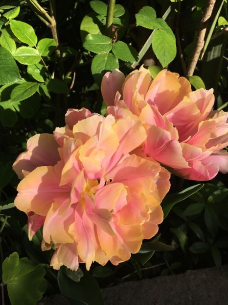 4BB978C4-004F-4DF9-AC74-8CF20D002BA4 - Lalele 2019