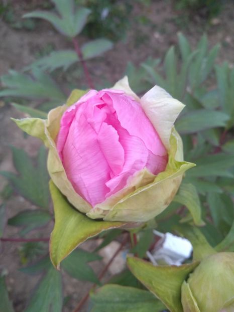 bujor arbustiv pink ,anul 2 - Primăvară 2019