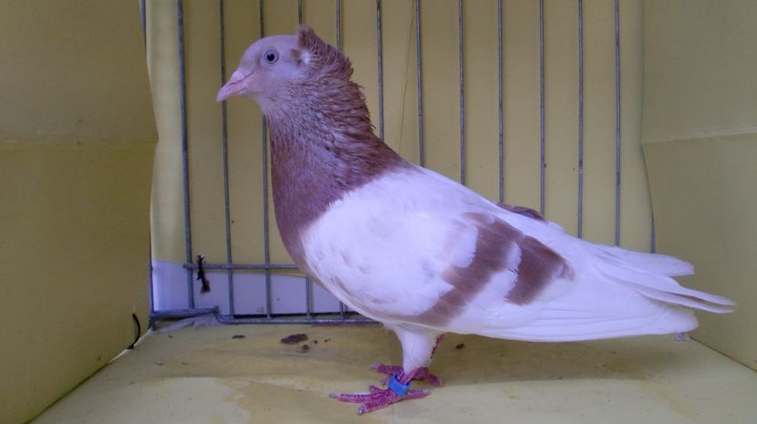 CIMG2265 - Arader Tuemmler_Arad Highflyer_Zburatori de Arad