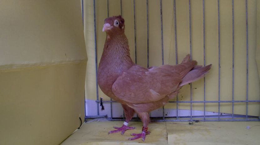 CIMG2249 - Einfarbige Arader Tuemmler_Zburatori de Arad unicolori