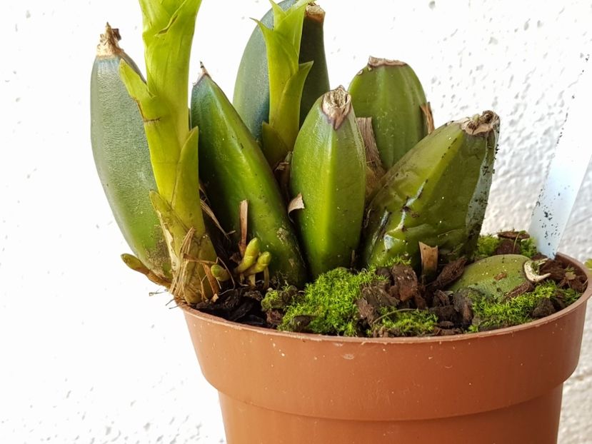 Lycaste aromatica x cruenta - Lycaste