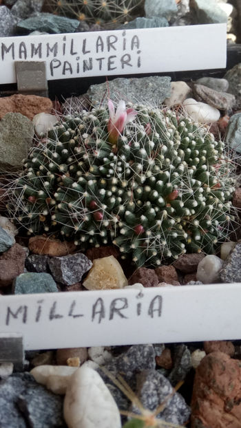 25.04.2019 - Mammillaria painteri