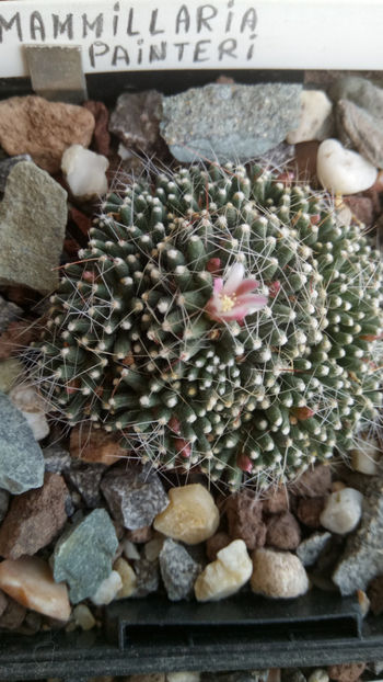 25.04.2019 - Mammillaria painteri