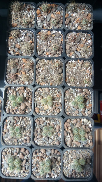 25.04.2019 - Însamantari 01 04 2018