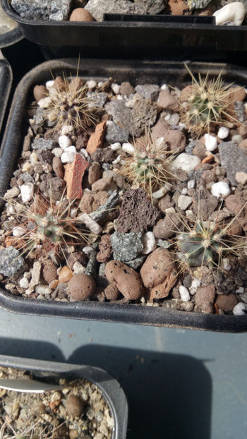 25.04.2019 - Însamantari 01 04 2018