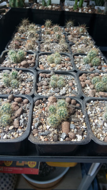 25.04.2019 - Însamantari 01 04 2018