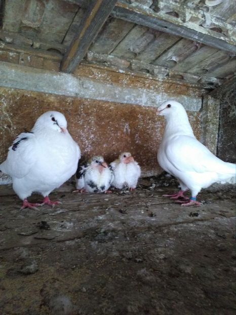  - Pui Giant Homer 2019