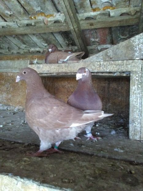  - Pui Giant Homer 2019