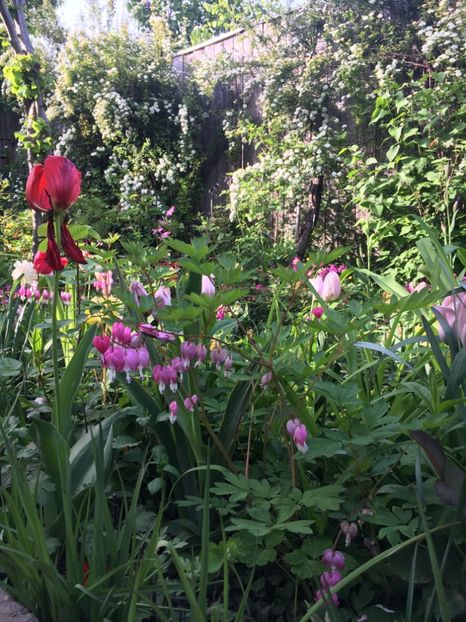 DC0CBF6A-D5A9-4219-9DC2-259C13522EF0 - Aprilie