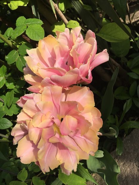 54AD87BE-910A-4EB5-B139-5BB745DCA6AB - Lalele 2019