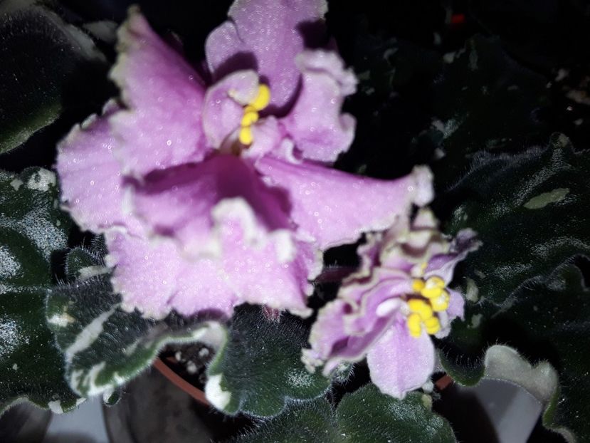  - Gemcraft Pink Pearl