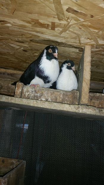  - -Matca 2019 jucatori de galati