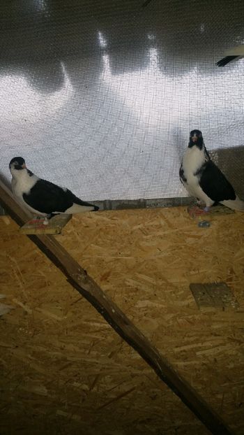  - -Matca 2019 jucatori de galati