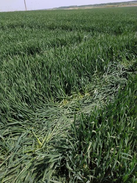  - AgroNova 25-04-2019