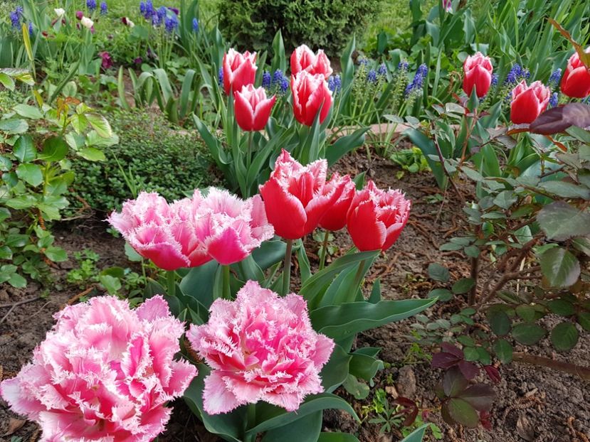 Queensland si Canasta - 2019 Aprilie