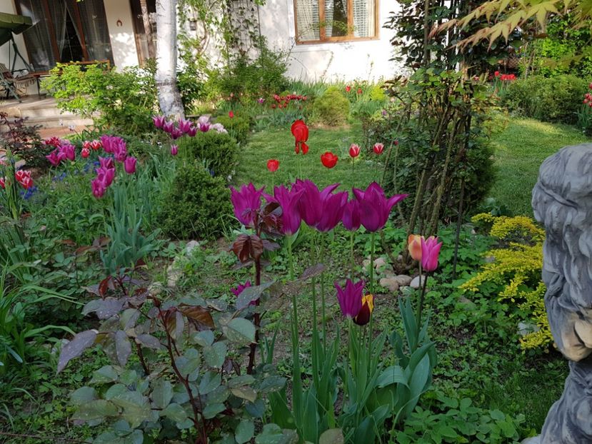 Purple dream si ceva din anii trecuti - 2019 Aprilie