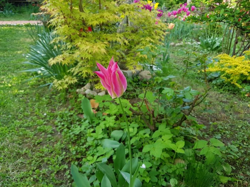 Groenland - 2019 Aprilie