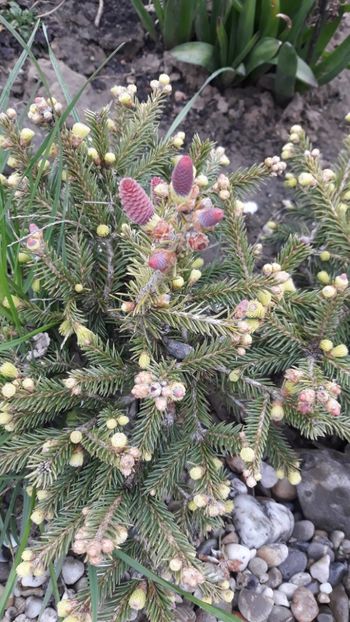 -Picea abies Pusch (Dianadia) - Primavara 2019-2022