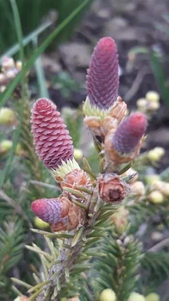  - Primavara 2019-2022