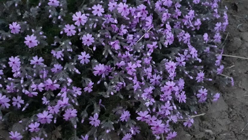  - Primavara 2019-2022