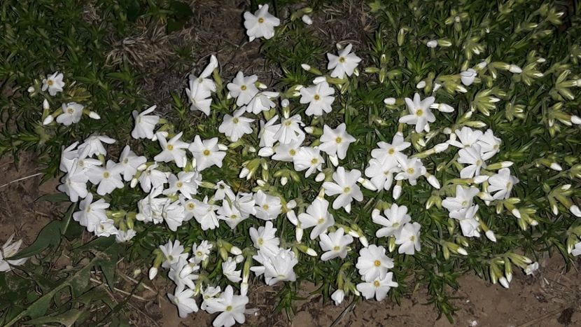  - Primavara 2019-2022