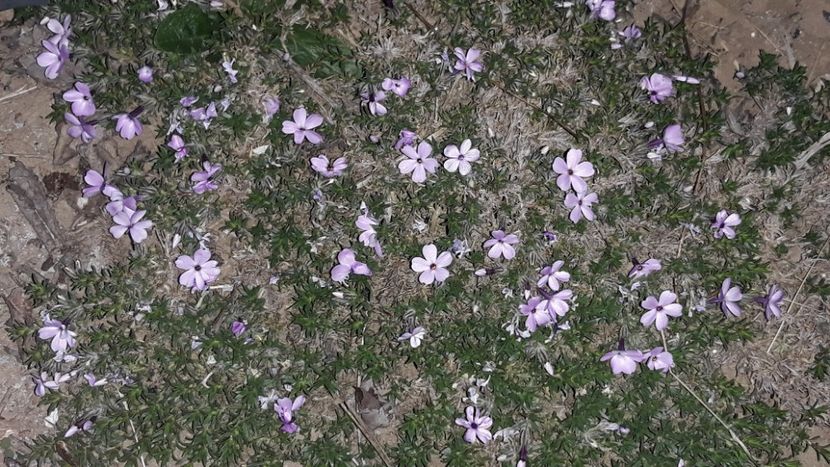  - Primavara 2019-2022