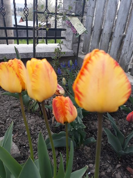  - Floricele de primăvară- 2019
