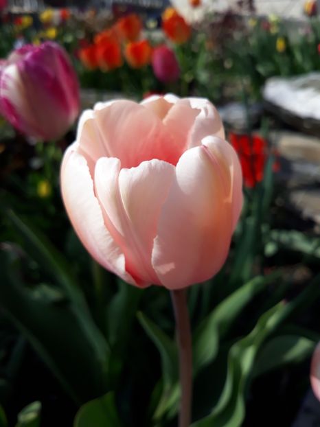  - Floricele de primăvară- 2019