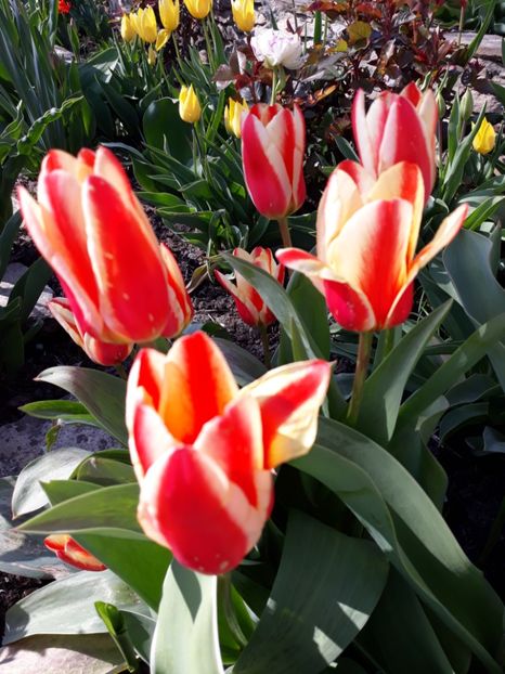  - Floricele de primăvară- 2019