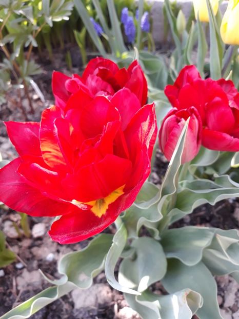  - Floricele de primăvară- 2019