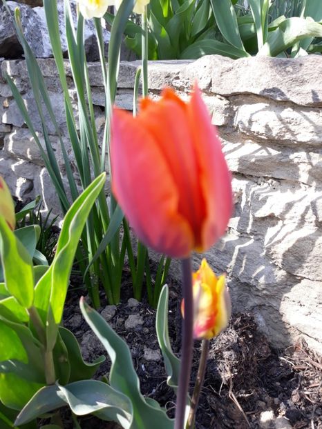  - Floricele de primăvară- 2019