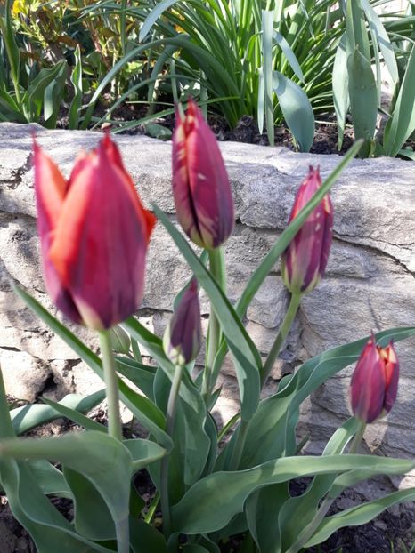  - Floricele de primăvară- 2019