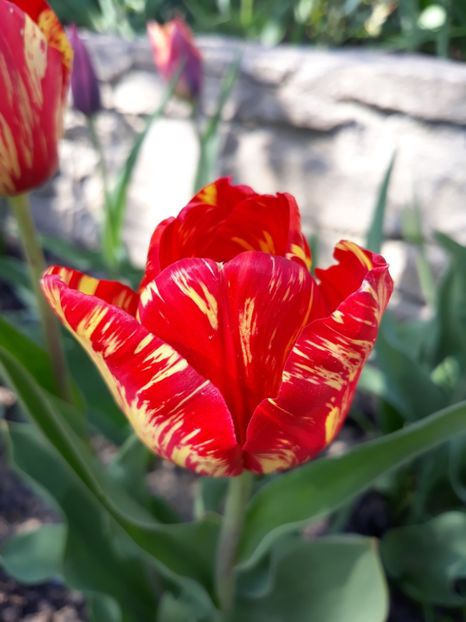  - Floricele de primăvară- 2019