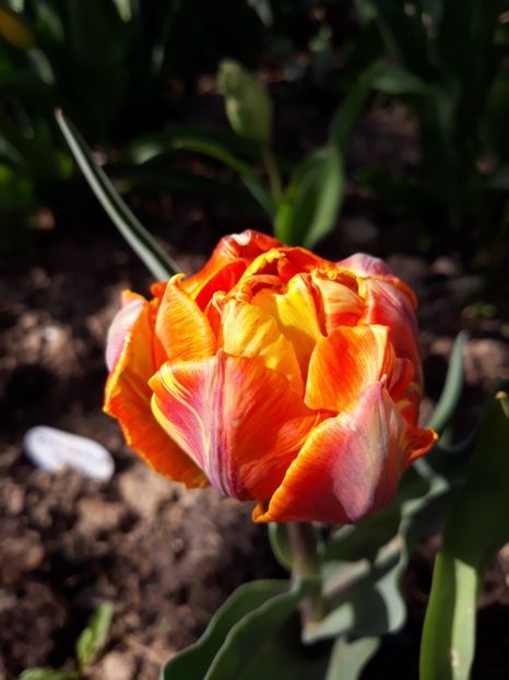  - Floricele de primăvară- 2019