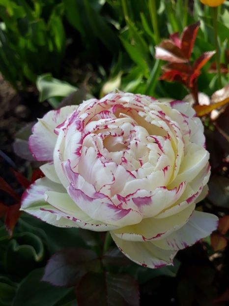  - Floricele de primăvară- 2019