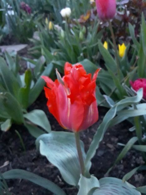  - Floricele de primăvară- 2019