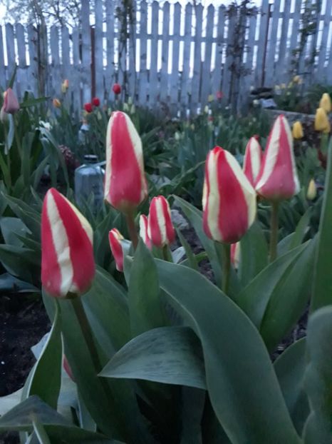  - Floricele de primăvară- 2019