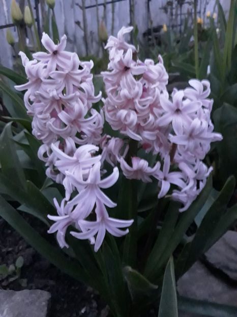  - Floricele de primăvară- 2019