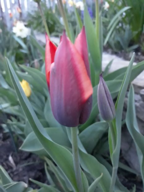  - Floricele de primăvară- 2019