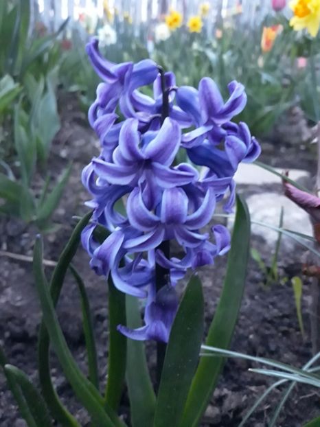  - Floricele de primăvară- 2019