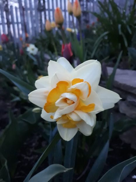  - Floricele de primăvară- 2019