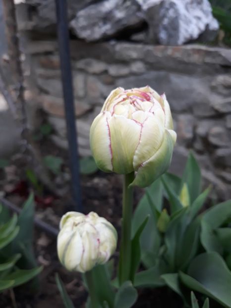  - Floricele de primăvară- 2019