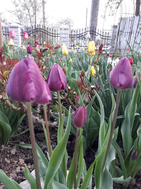  - Floricele de primăvară- 2019