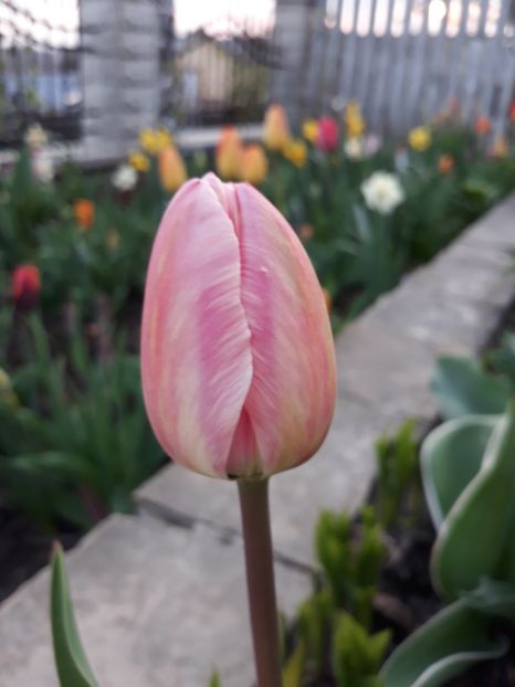  - Floricele de primăvară- 2019