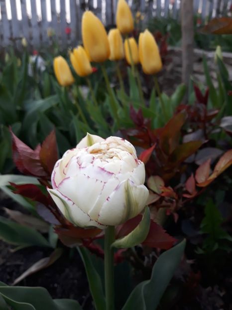  - Floricele de primăvară- 2019