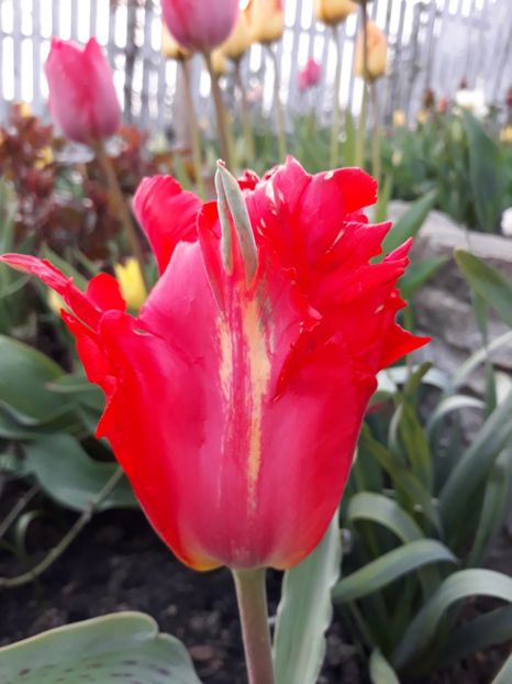  - Floricele de primăvară- 2019